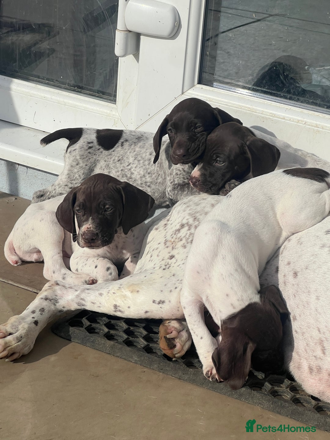 German Shorthaired Pointer dogs for sale: Working GSP puppy’s  - Image 6