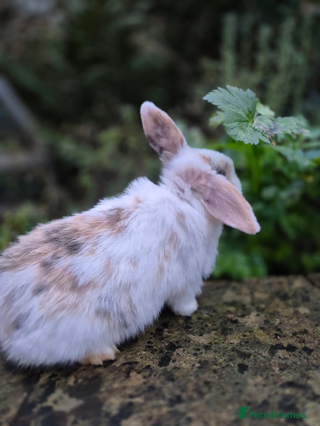 Mini Lop rabbits for sale: Mini Lops LAST DOE LEFT - Advert 4
