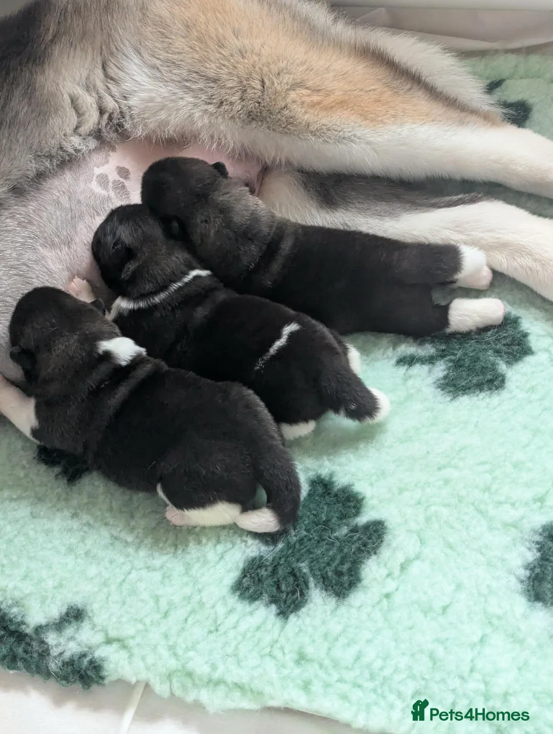 Akita dogs for sale: Long Coat Akita (Female) - Advert 3