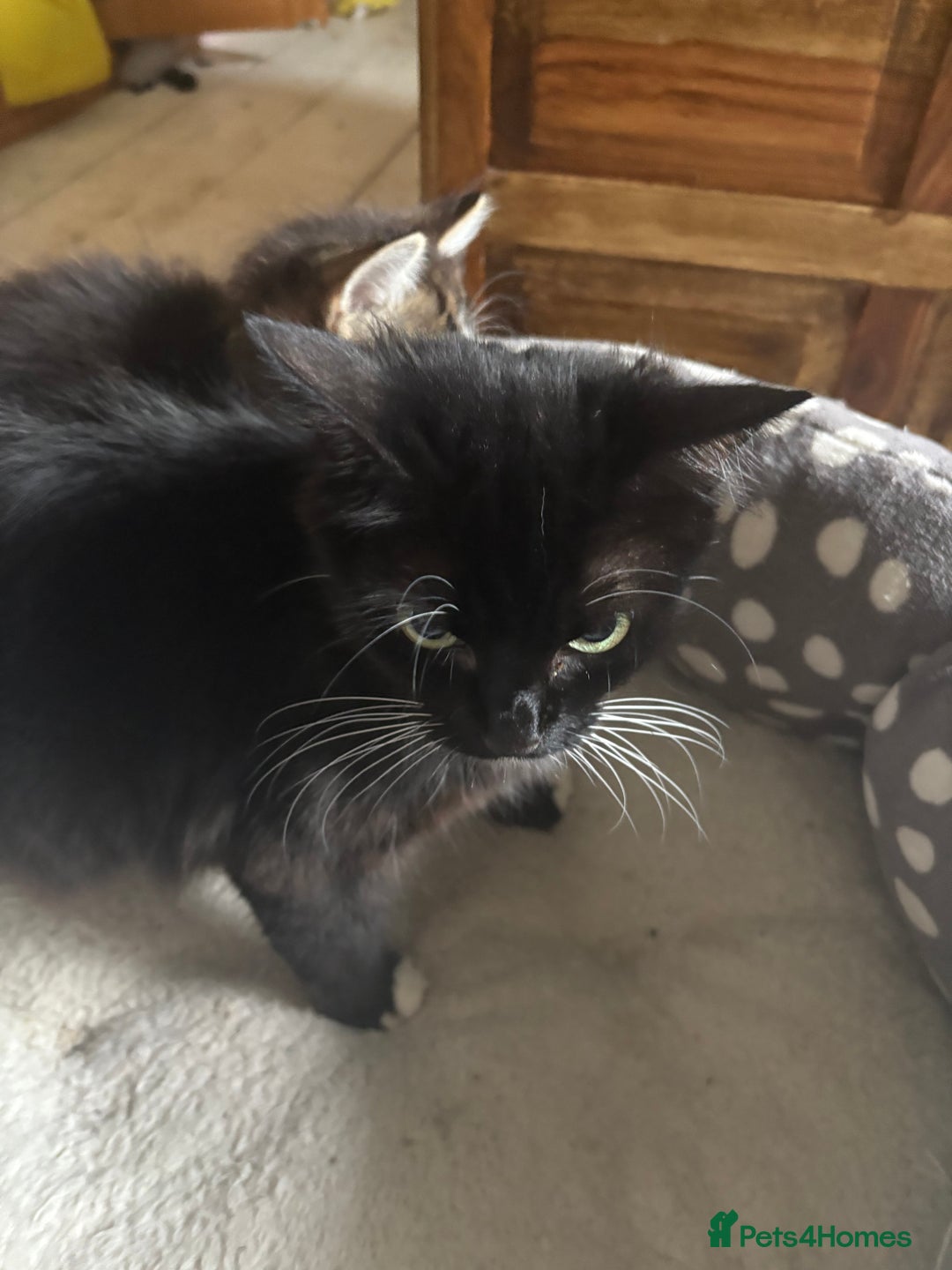 Mixed Breed cats for sale: Kittens for sale - Image 6