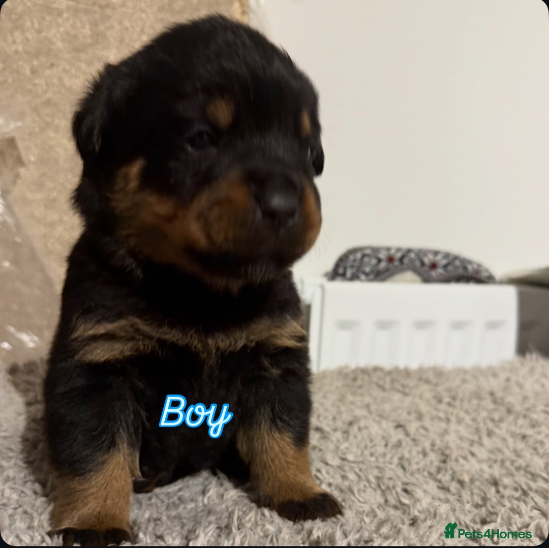 Mixed Breed dogs for sale: Boxweiller Puppies - Advert 9