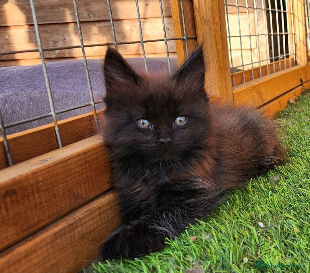 Maine Coon cats for sale: Big maine coon kittens  - Image 18