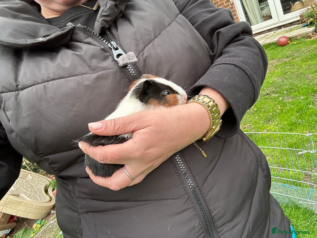 Guinea Pig rodents for sale: Baby Guinea Pigs ready now - Image 24