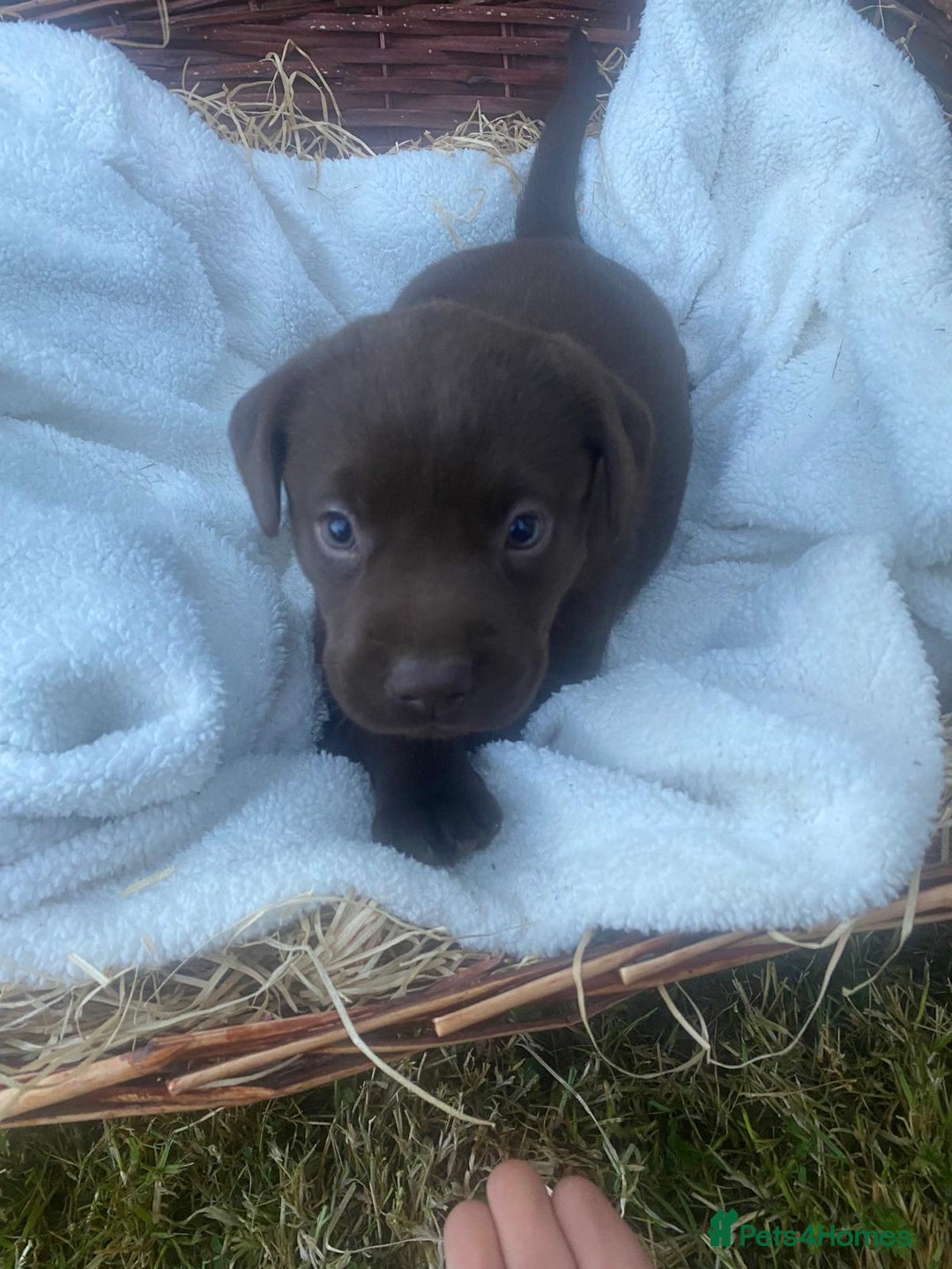 Labrador Retriever dogs for sale: 6 Adorable Chocolate Labs for Sale - Image 13