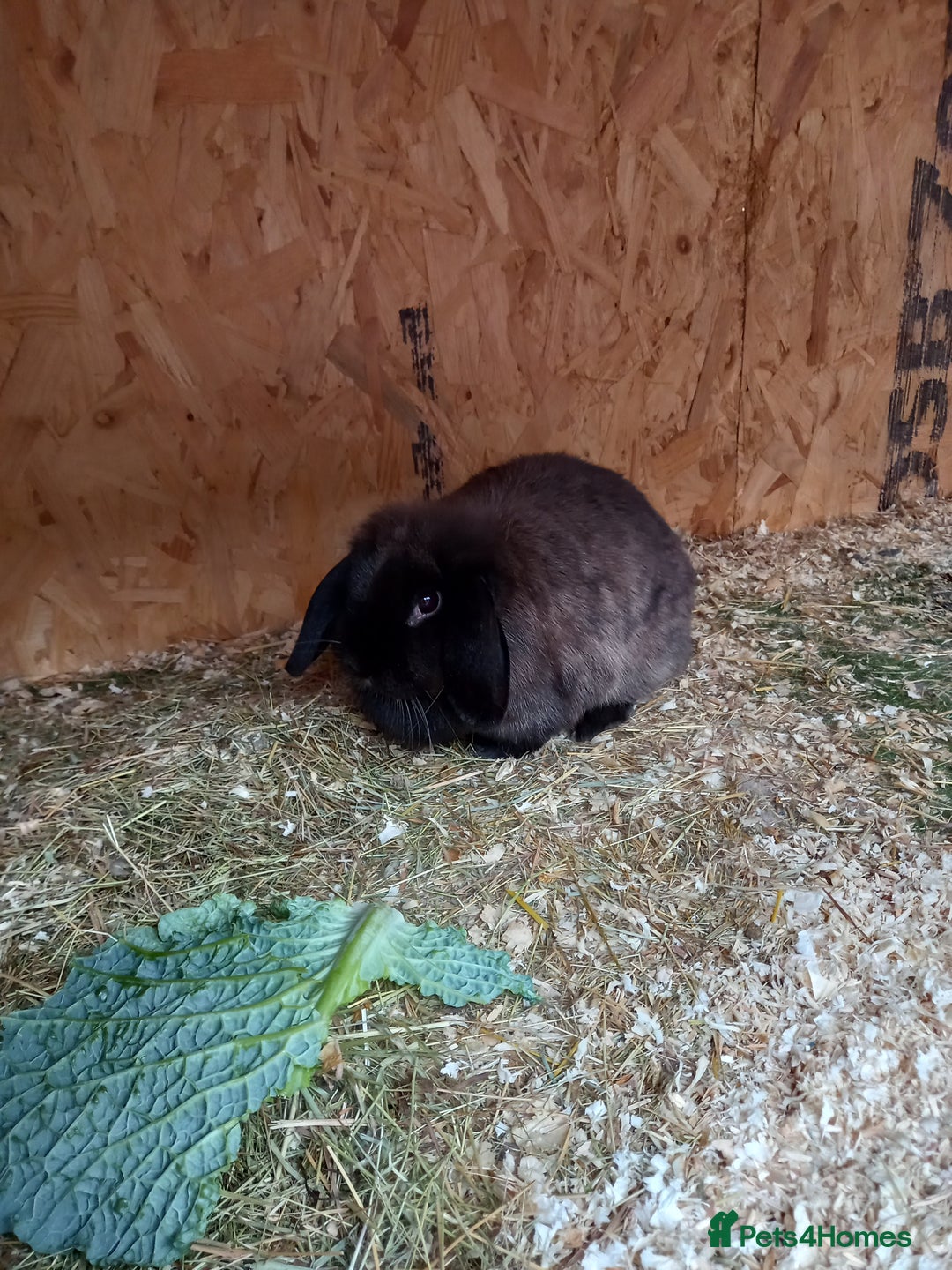 Mini Lop rabbits for sale: Mini lop baby - Image 8