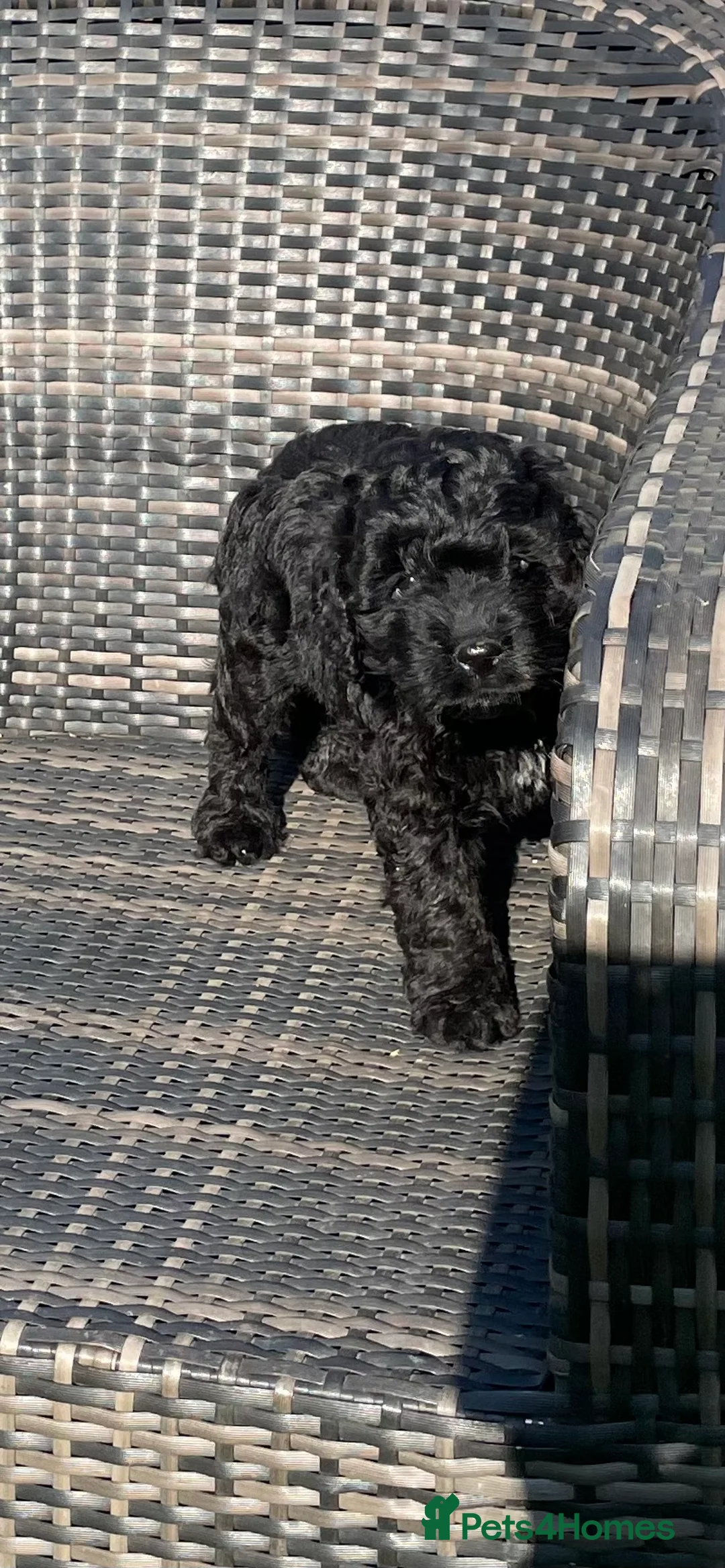 Cockapoo dogs for sale: Cockapoo Puppies - Advert 4