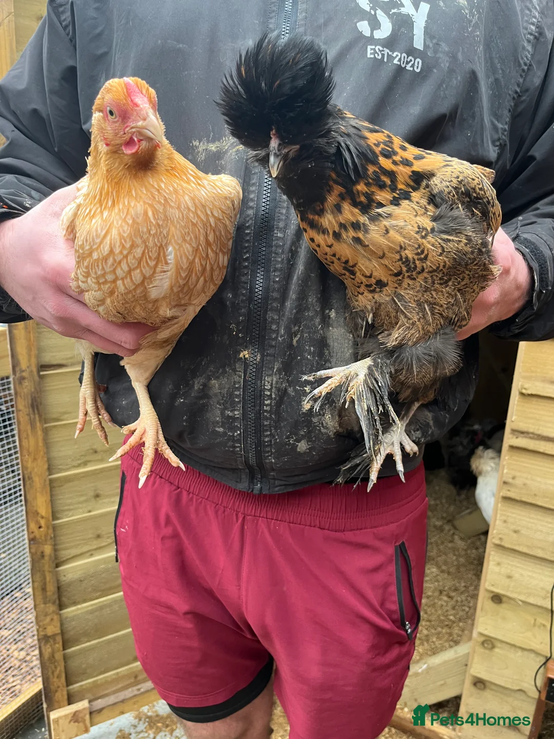 Chickens poultry for sale: Chicks, pullets, cockerels  - Advert 32