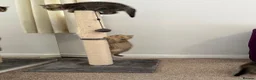 British Shorthair cats for sale: Black Golden British Shorthair Kittens for Sale in Nottingham - Advert 2