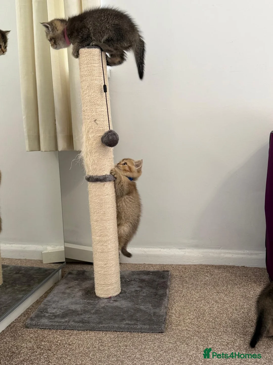 British Shorthair cats for sale: Black Golden British Shorthair Kittens for Sale in Nottingham - Advert 2