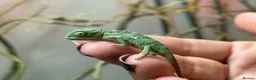Chameleon reptiles for sale: Yemen Chameleon Babies ✅ 🦎 in Dunmow - Advert 7