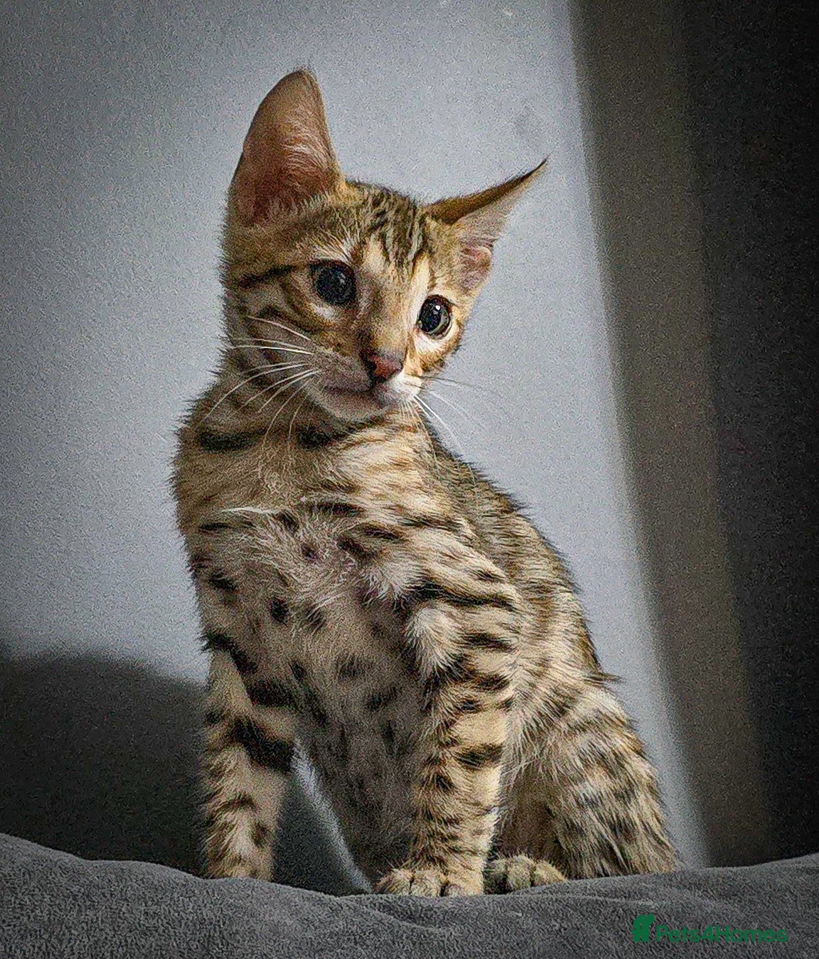 Bengal cats Only 1 TICA boy left..Ready from middle May - Advert 16