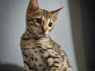 Bengal cats Only 1 TICA boy left..Ready from middle May - Advert 16