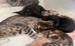 Mixed Breed cats for sale: Pretty little girls  - Image 9