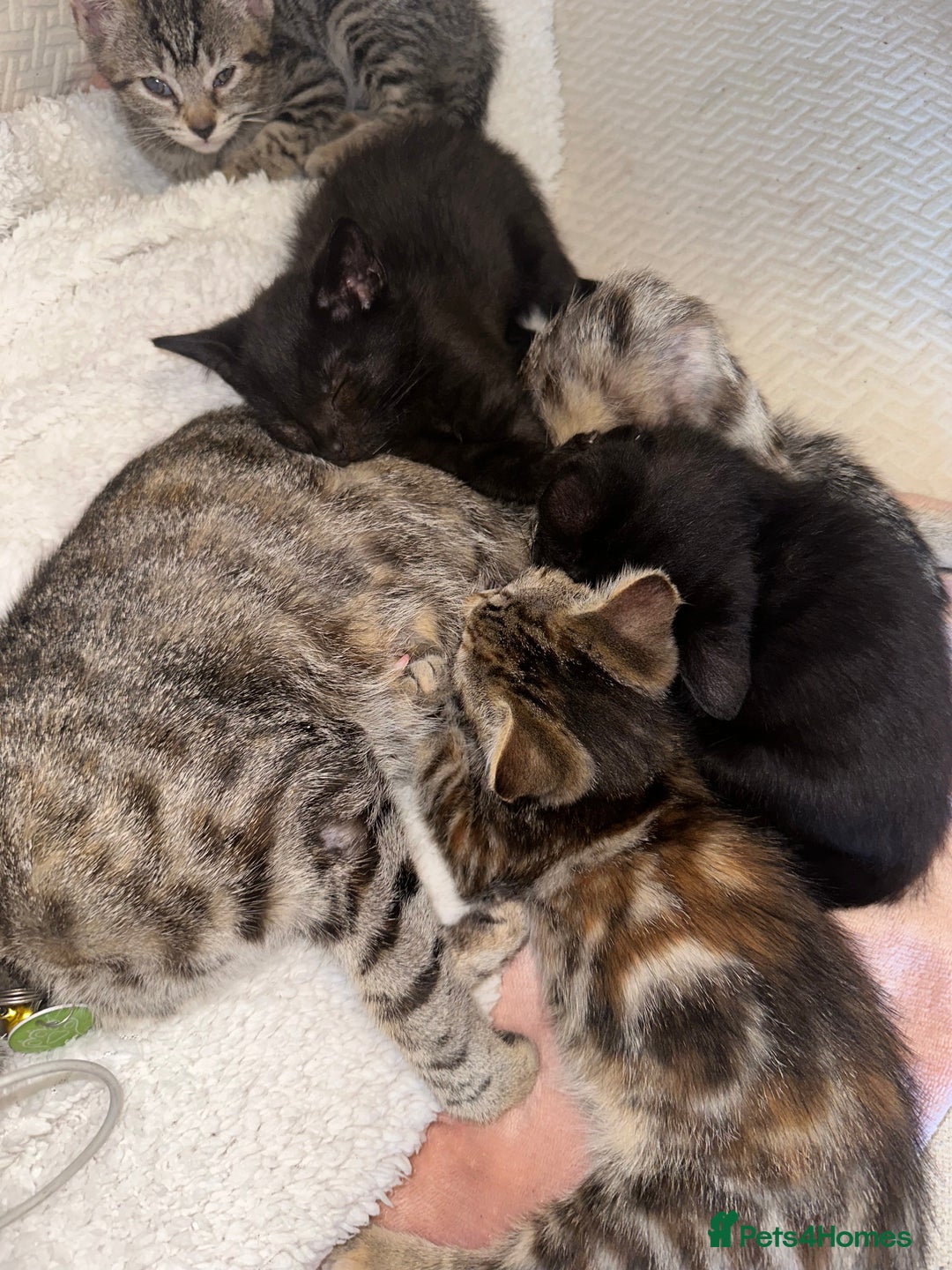 Mixed Breed cats for sale: Pretty little girls  - Image 9