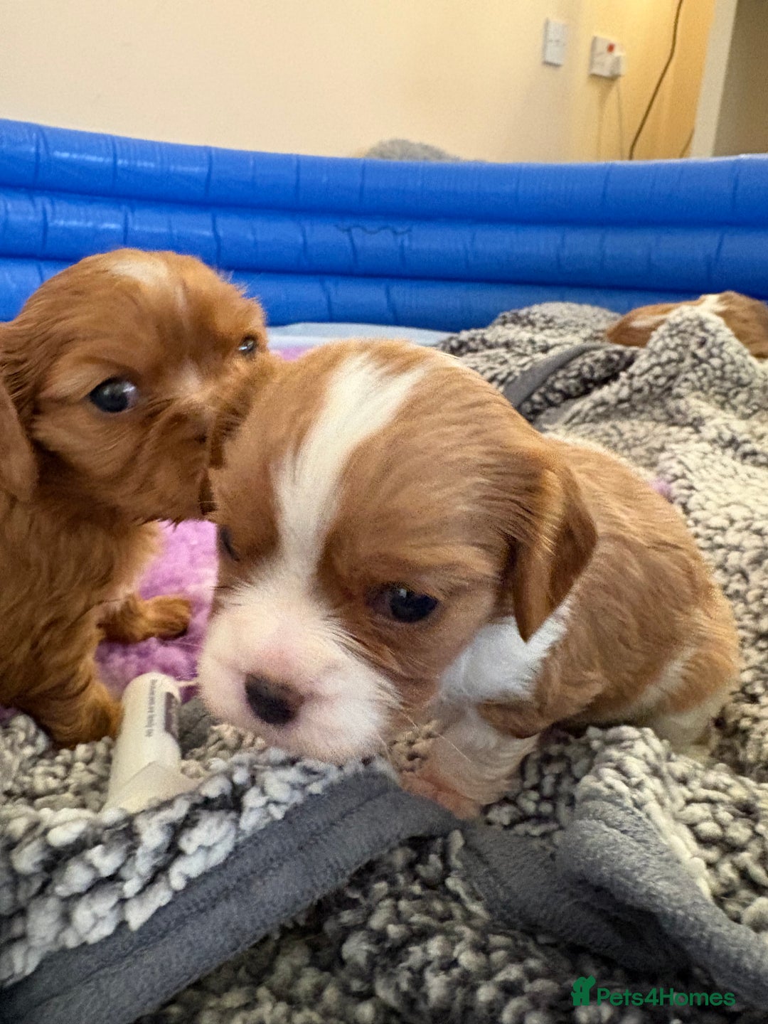 Cavalier King Charles Spaniel dogs for sale: puppies for sale💕🍼🫶🏼 - Advert 4
