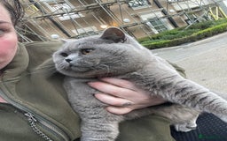 British Shorthair cats for sale: GCCF ACTIVE Blue Male  - Image 2