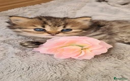 Persian cats for sale: Pure chinchilla Persian  - Image 3