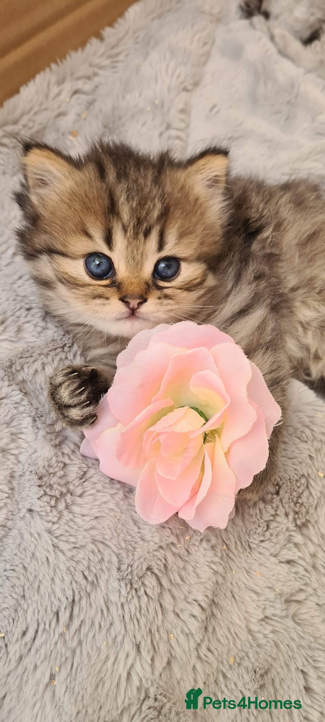 Persian cats for sale: Pure chinchilla Persian  - Image 3