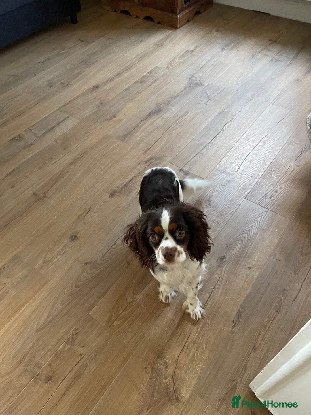 Cavalier King Charles Spaniel dogs for stud: Chocolate Tri cavalier  - Advert 4