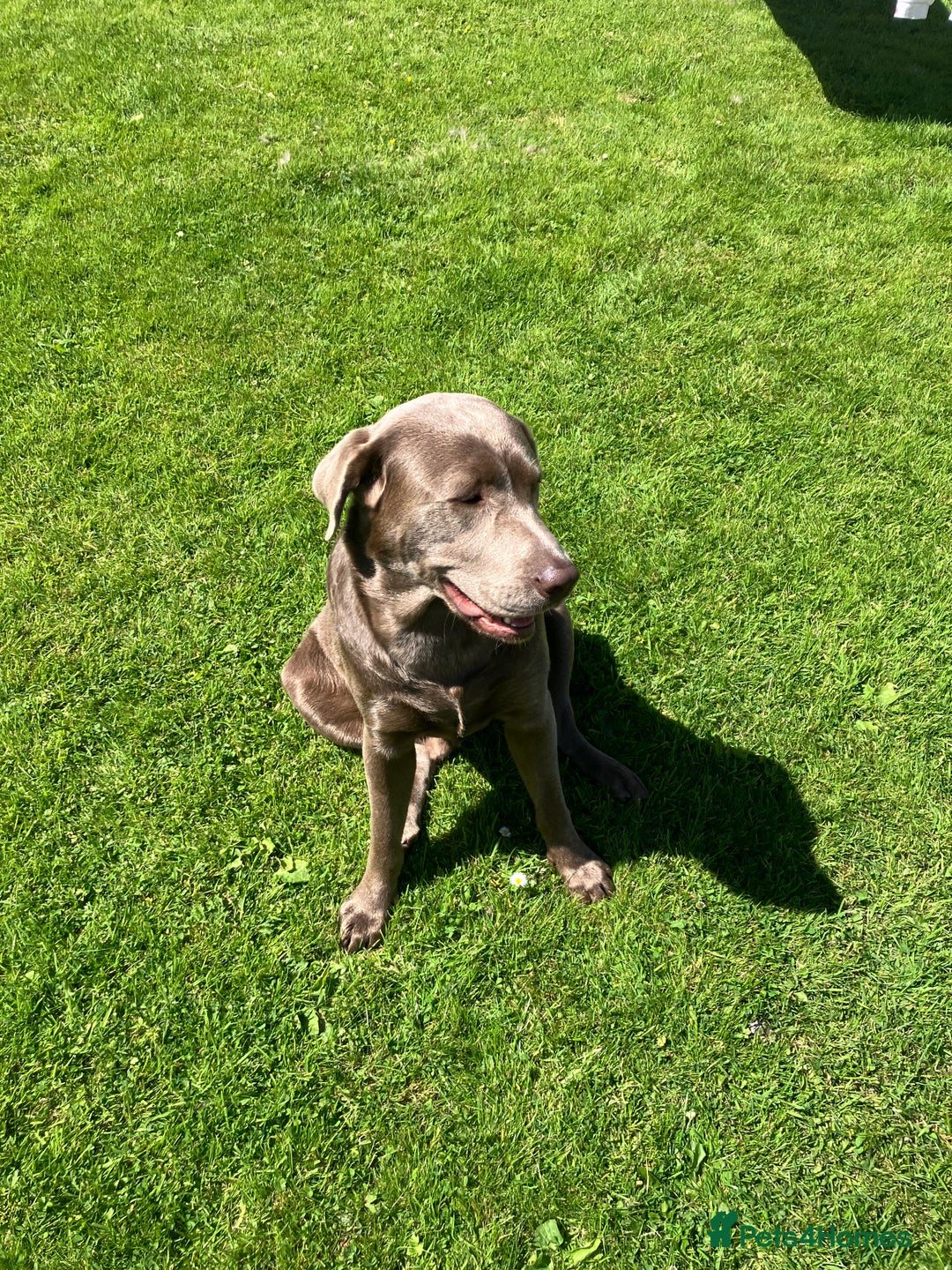 Labrador Retriever dogs for stud: Stunning silver Labrador for stud in Glasgow - Image 3