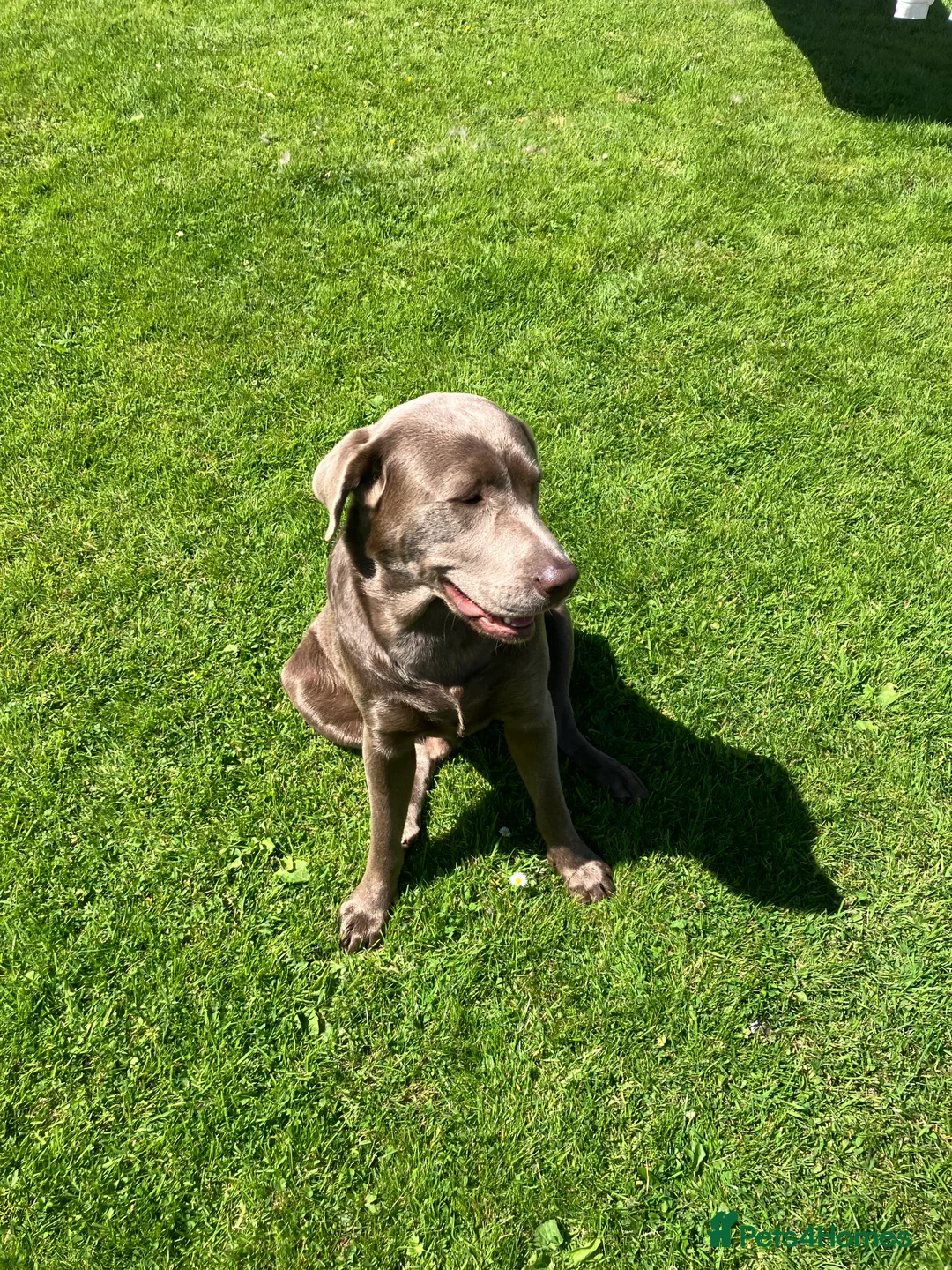 Labrador Retriever dogs for stud: Stunning silver Labrador for stud in Glasgow - Advert 3