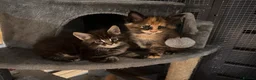 Maine Coon cats for sale: TICA registered Maine Coons - Advert 4