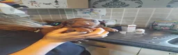 Miniature Dachshund dogs for sale: Miniature dashchund puppy - Advert 1