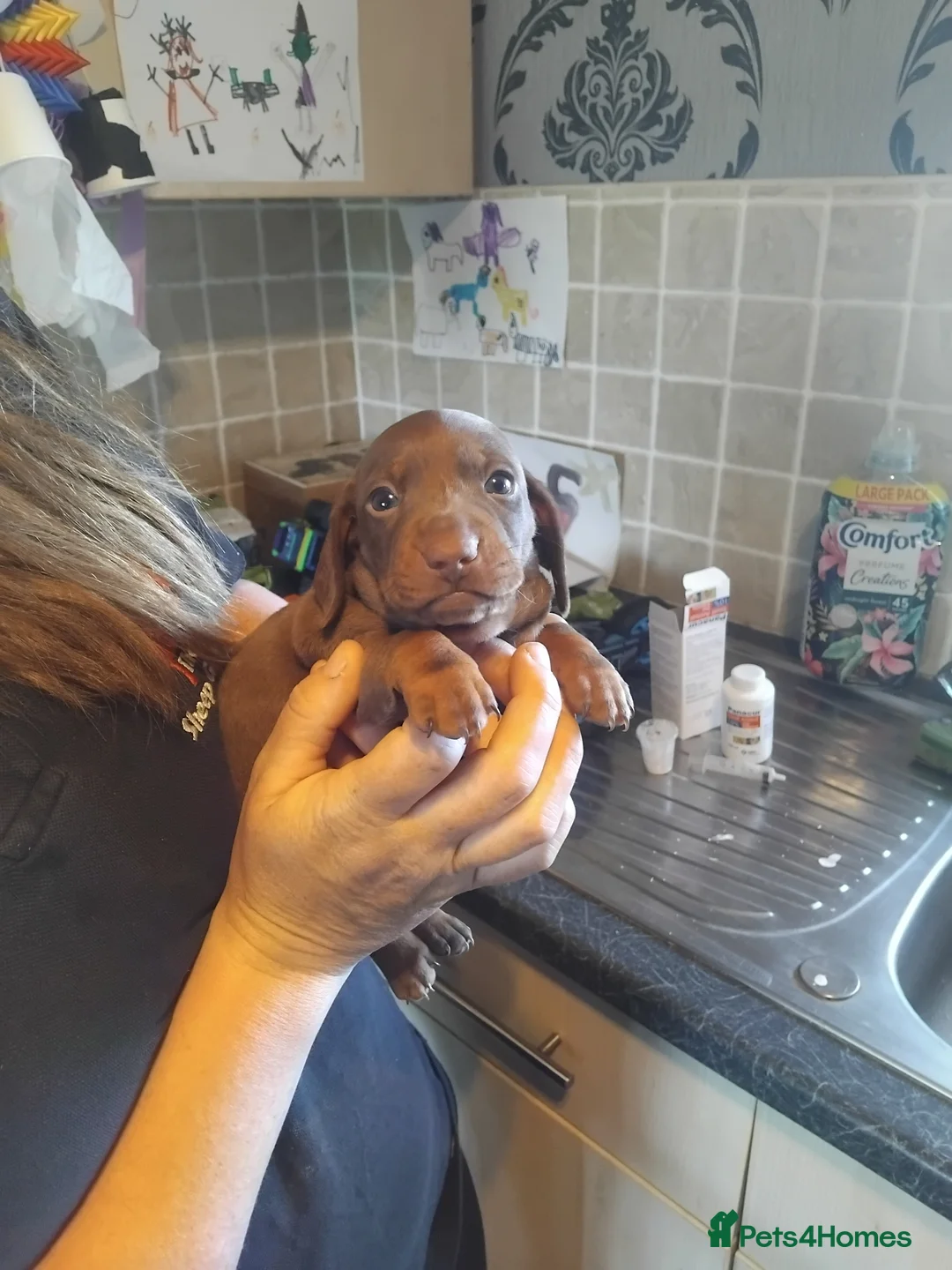 Miniature Dachshund dogs for sale: Miniature dashchund puppy - Advert 1