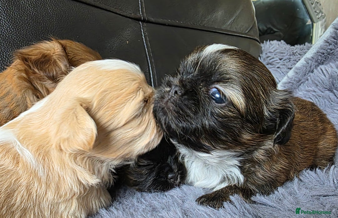 Shih Tzu dogs for sale: Stunning Rare Brindle Imperial Shih Tzu puppies - Image 26
