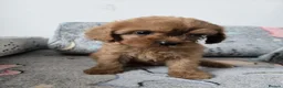 Cavapoo dogs for sale: 🐶Amazing cavapoo pups for sale🐶 - Advert 16