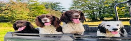 English Springer Spaniel dogs for stud: Liver and White Stud dog in Tavistock - Advert 2