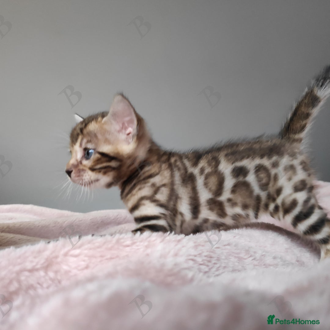Bengal cats for stud: For Sale Amazing Stud Bengal Male TICA reg litters in Durham - Image 8
