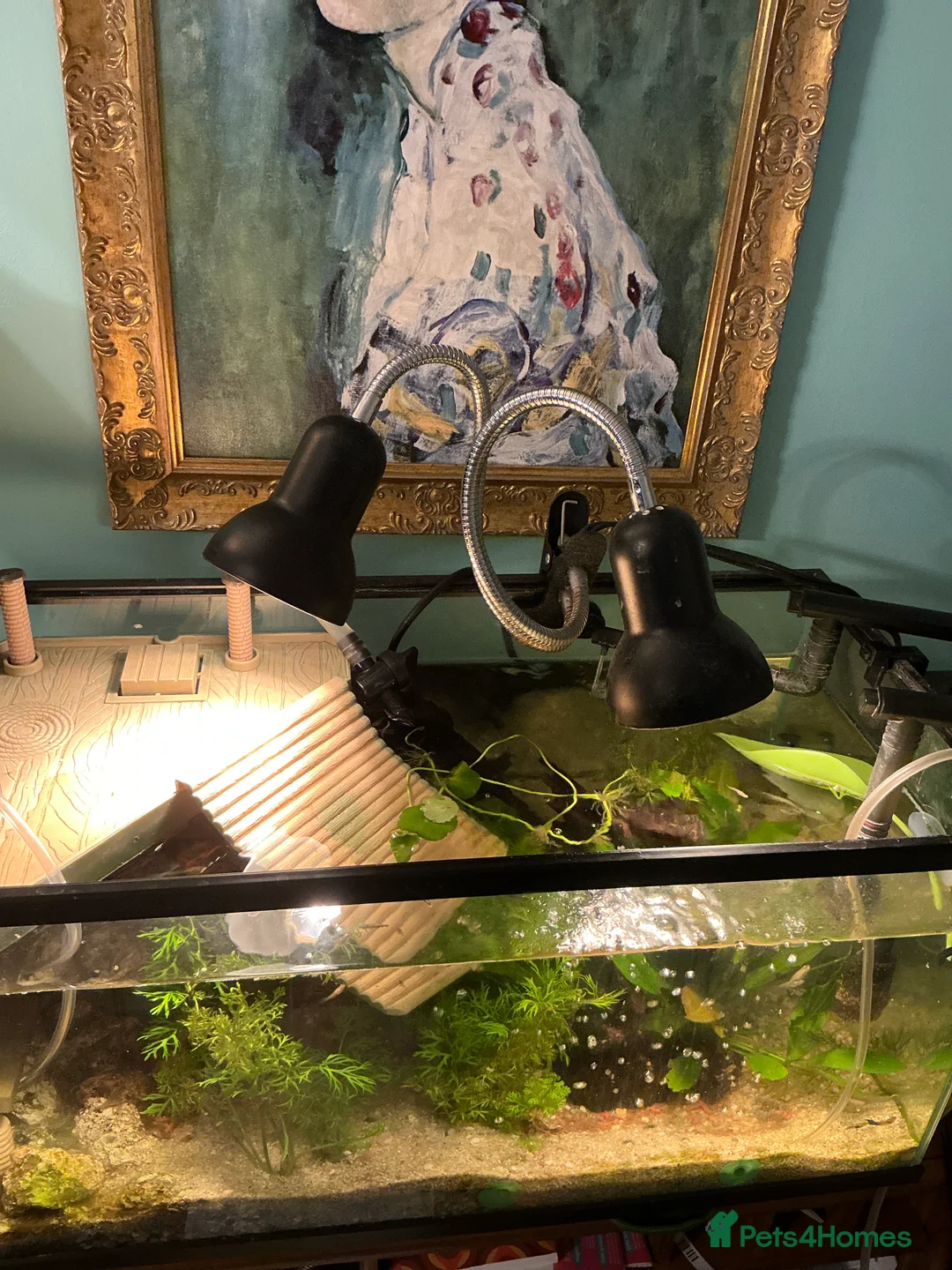 Turtle reptiles for sale: 2 young mississippi map turtles - Advert 5