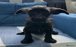 Mixed Breed dogs for sale: READY NOW SCHNOXIES (MINI DAXI X MINISCHNAUZER) - Image 3