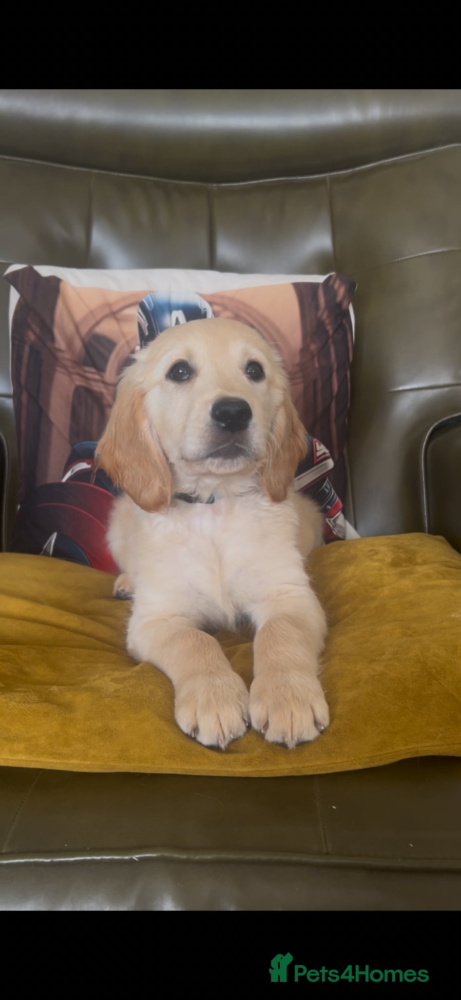 Mixed Breed dogs Dakota Sports retrievers. Mini Goldens Ready now.  - Advert 1