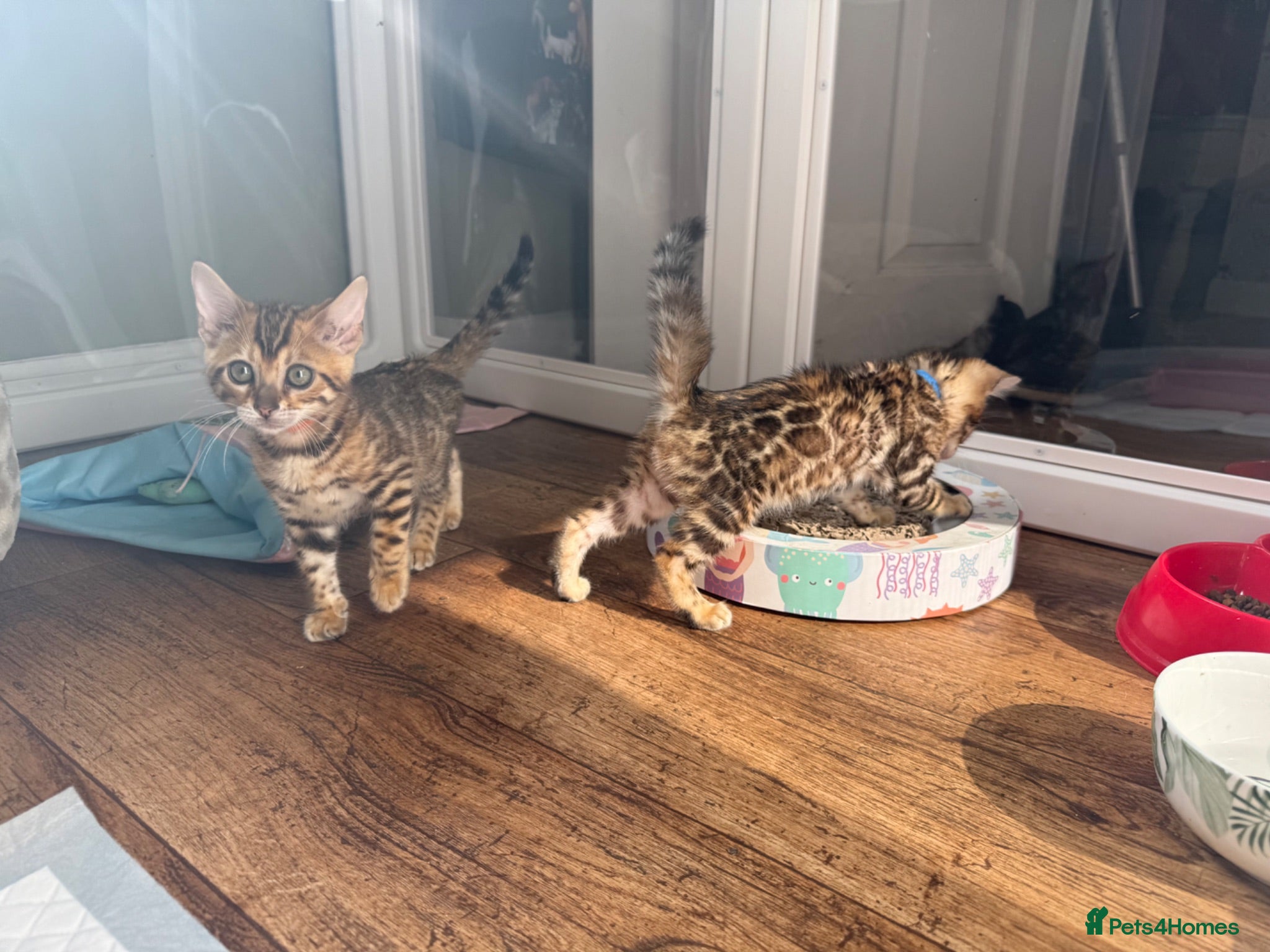 Bengal cats Pedigree TICA 🐾 Health Tested Bengal kittens 🐆  - Advert 1
