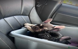 French Bulldog dogs for sale: READY NOW!!! Gorgeous Puppies - Image 31