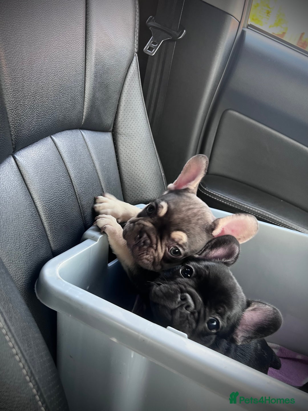 French Bulldog dogs for sale: READY NOW!!! Gorgeous Puppies - Image 31