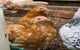 Chickens poultry for sale: Pekin Bantam pullet growers - Image 2