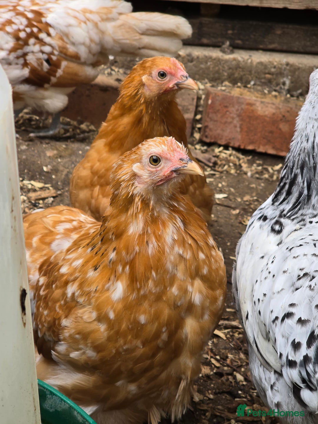 Chickens poultry for sale: Pekin Bantam pullet growers - Image 2