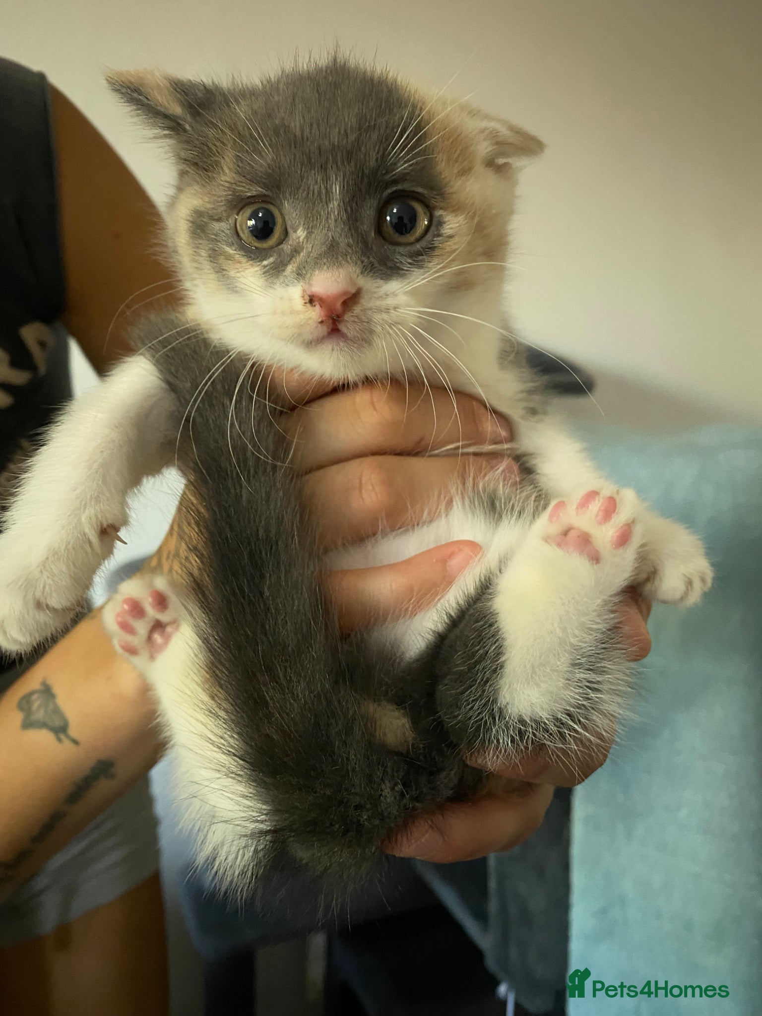 Russian Blue cats for sale: Beautiful litter of Mixed Russian blue kittens - Advert 1