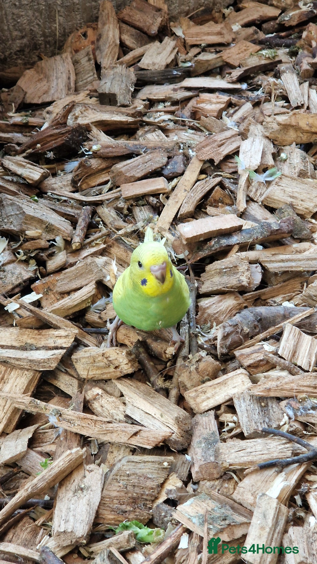 Budgerigars birds for sale: Baby budgies for sale from 15th Dec  - Advert 17