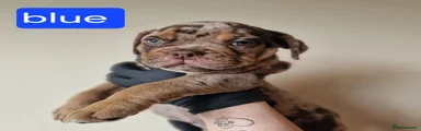 Olde English Bulldogge 3