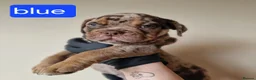 Olde English Bulldogge dogs for sale: Olde English Bulldoge litter of 8 - Advert 35