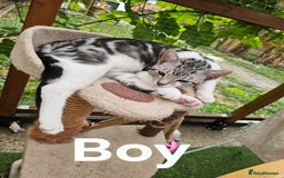 British Shorthair cats for sale: 2 boys / 1 girl / mum available - Image 1