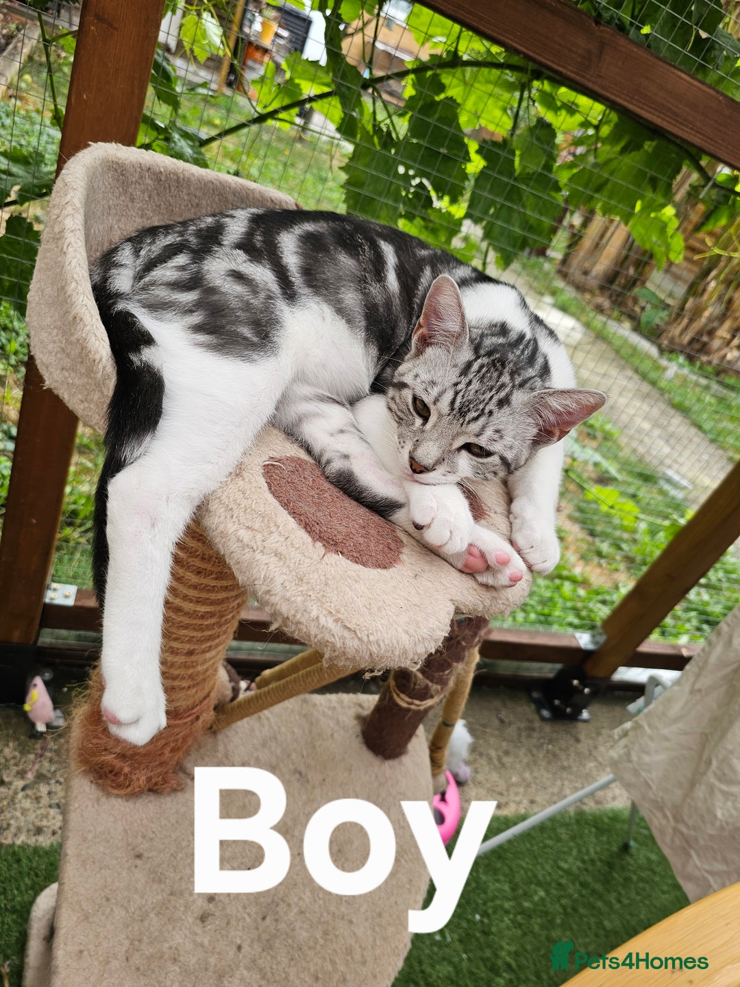 British Shorthair cats for sale: 2 boys / 1 girl / mum available - Image 1