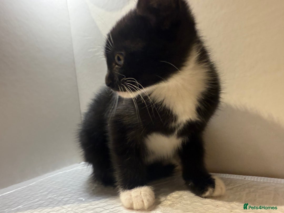 Korat cats for sale: Cute playful kittens ready for their new home 🖤🤍 - Advert 34