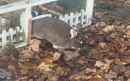 Mixed Breed rabbits for sale: Meet Mouse and Henri  - Advert 3