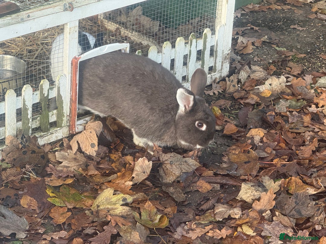 Mixed Breed rabbits for sale: Meet Mouse and Henri  - Advert 3