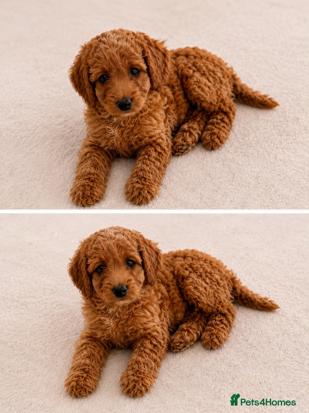 Cockapoo dogs F1B Cockapoo Puppies , - Advert 2